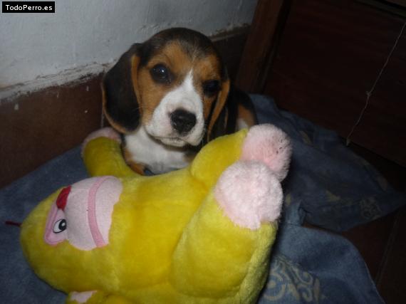 Foto del perro Snoopy