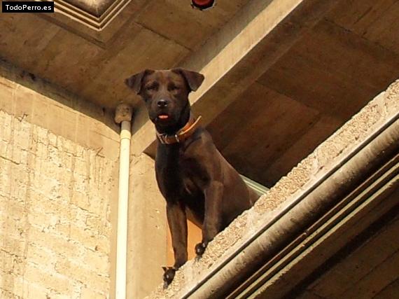 Foto del perro Tina turner