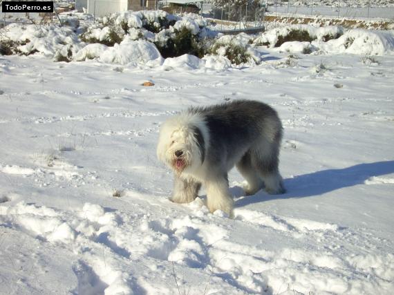 Foto del perro Ray