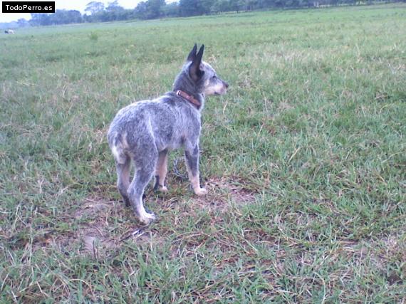 Foto del perro Lobo