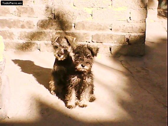 Foto del perro Margarita y cokis