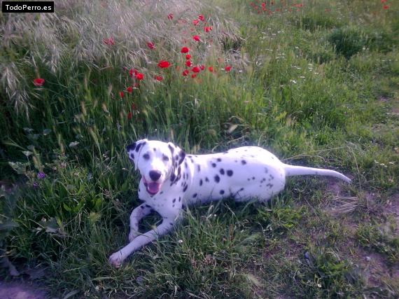 Foto del perro Rocky