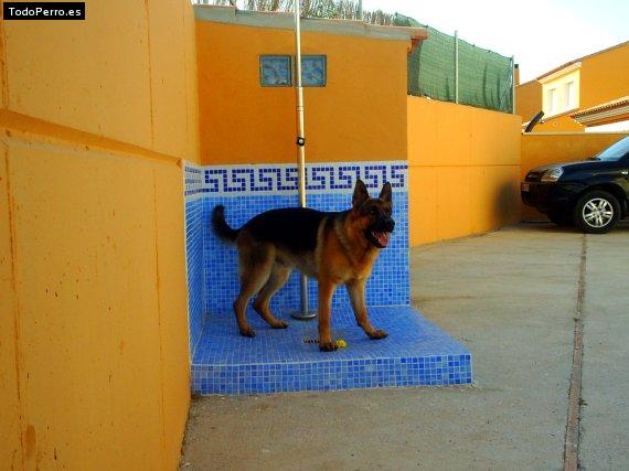 Foto del perro Ralf