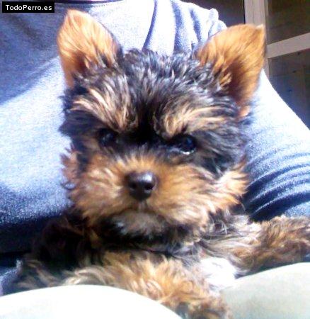 Foto del perro Taysson