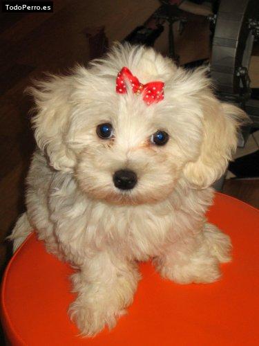 Foto del perro Sally