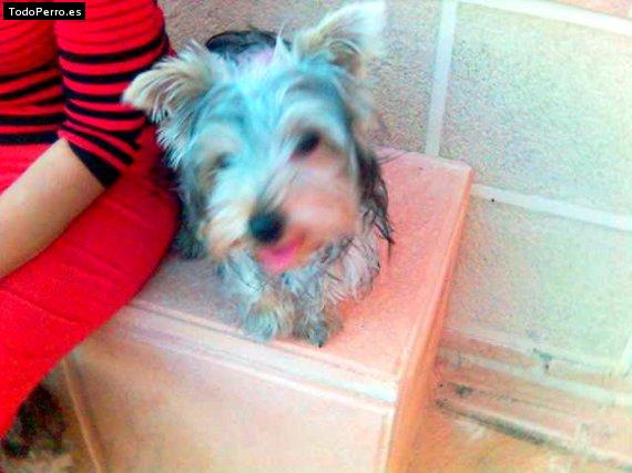 Foto del perro Noa