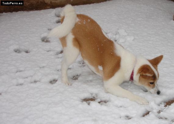 Foto del perro Siberian