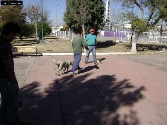 Foto del perro Pucca