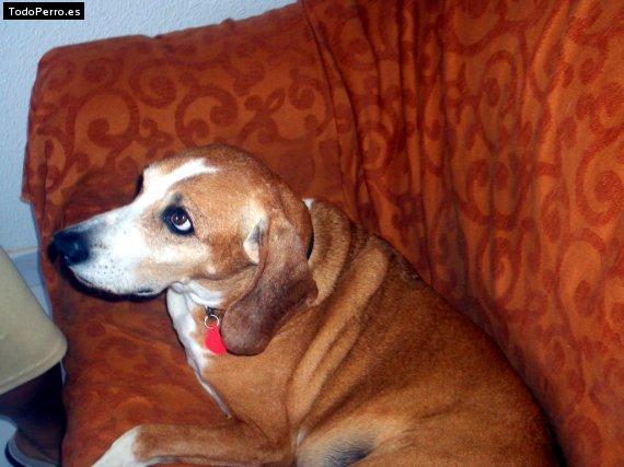 Foto del perro Boni
