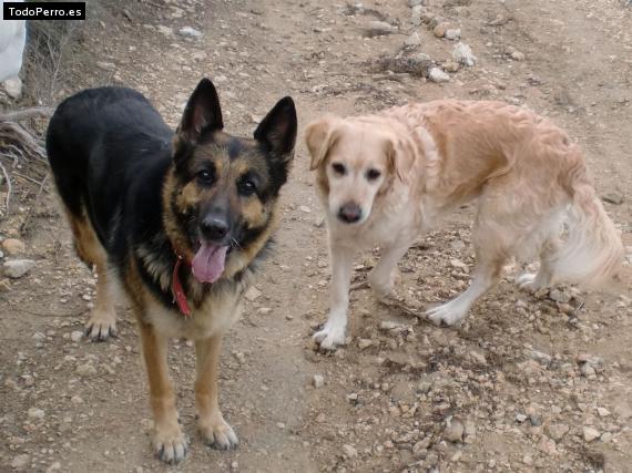 Foto del perro Fanny y elsi