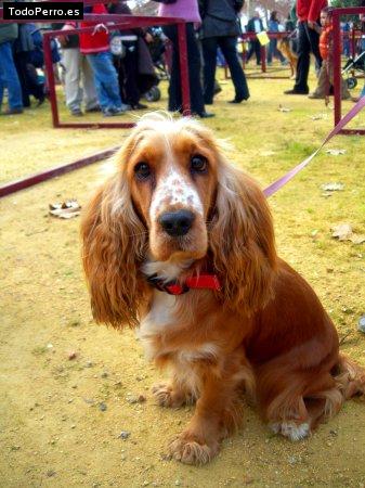 Foto del perro Penelope