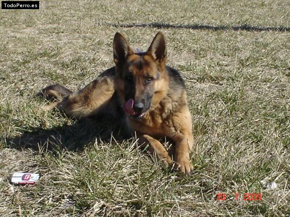 Foto del perro Gitana