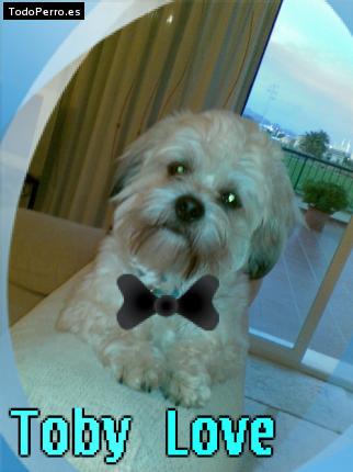 Foto del perro Toby love