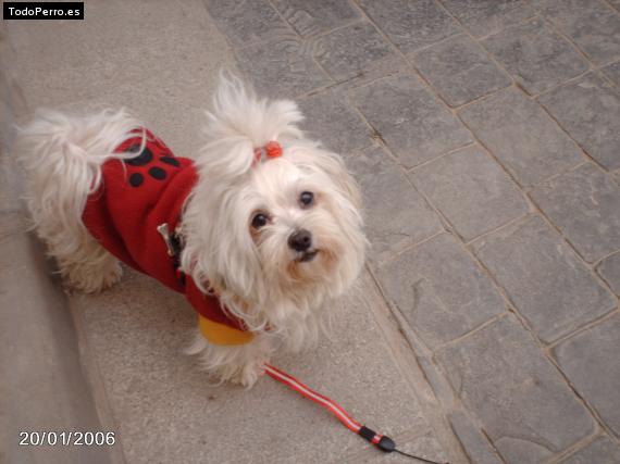 Foto del perro Cuqui