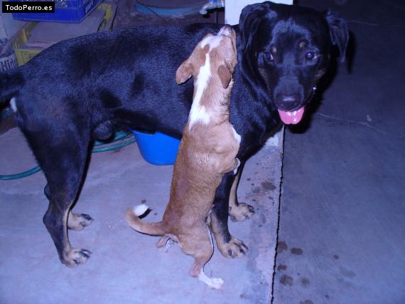 Foto del perro Niño & mirru