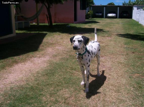 Foto del perro Neco