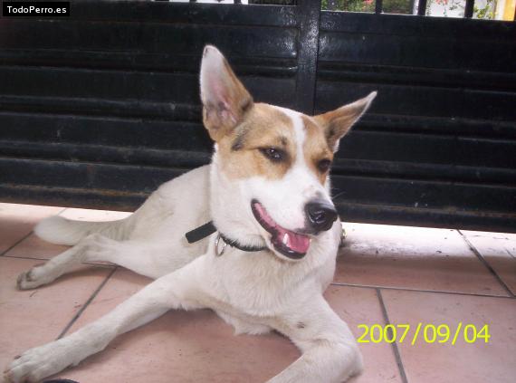 Foto del perro Catrina