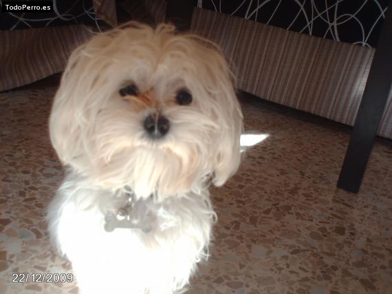 Foto del perro Chispita