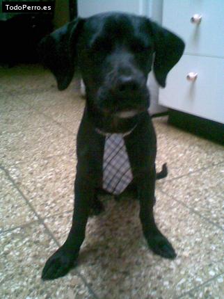 Foto del perro Blaky