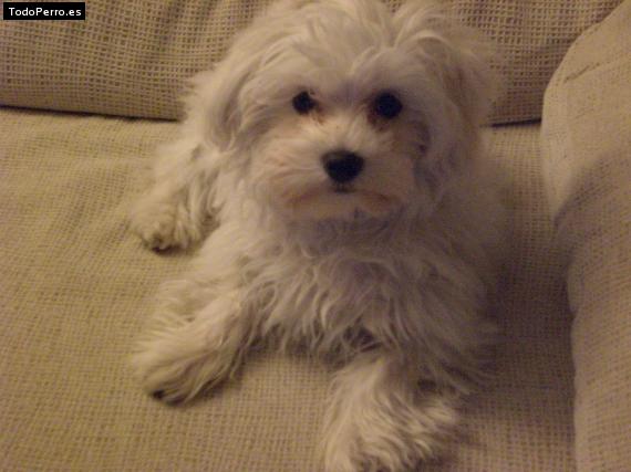 Foto del perro Roby