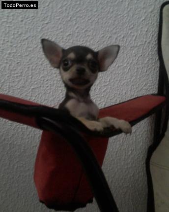 Foto del perro Rony