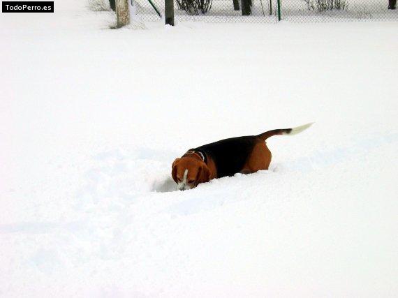 Foto del perro Pepon