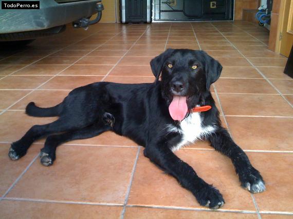 Foto del perro Blacky