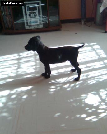 Foto del perro Camila