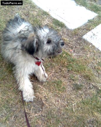 La foto del perro Rufino Foto del perro Rufino