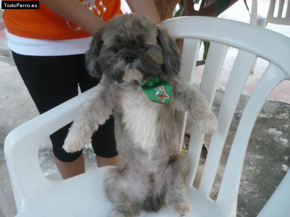Foto del perro Junior santander