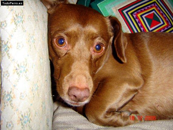 Foto del perro Cris
