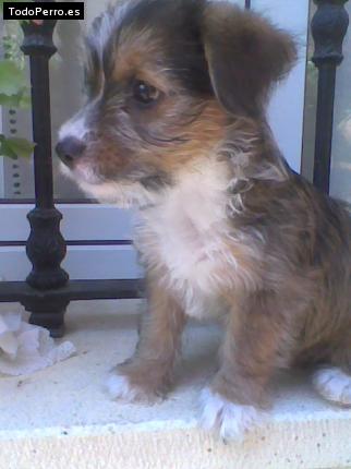 Foto del perro Chechu