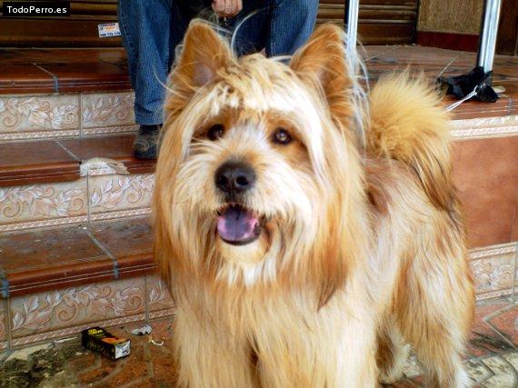 Foto del perro Tayson