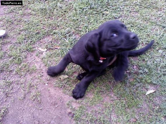 Foto del perro Blacky