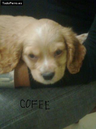 Foto del perro Cofee