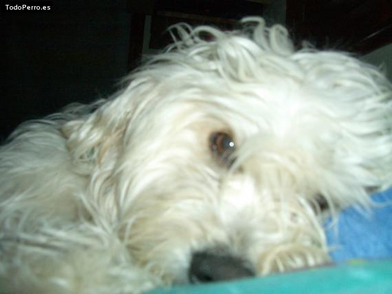 Foto del perro Roky