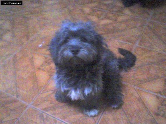 Foto del perro Wiltord