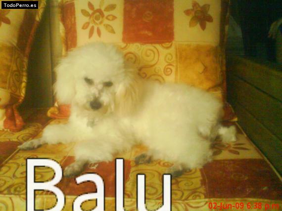 Foto del perro Balu