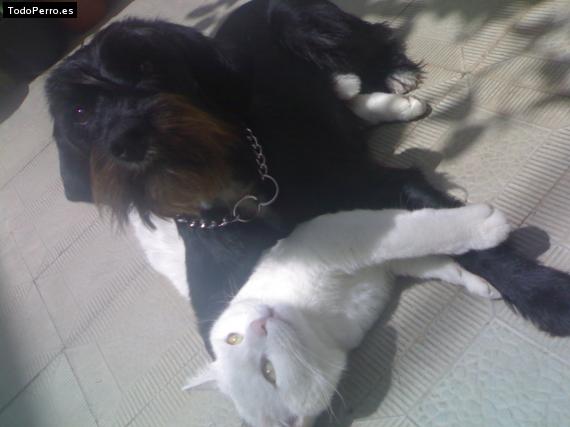 Foto del perro Carla