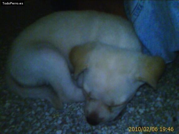 Foto del perro Euro