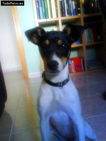 Foto del perro Nesa