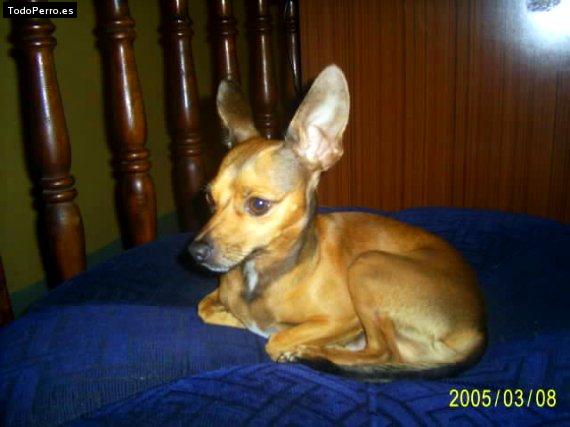Foto del perro Rufi