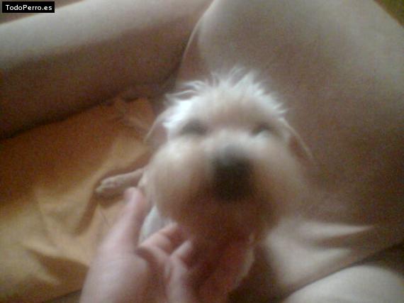 Foto del perro Edi