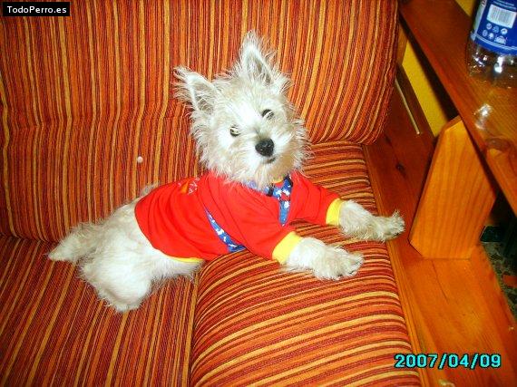Foto del perro Nano