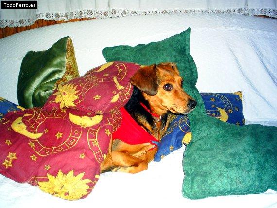 Foto del perro Carola