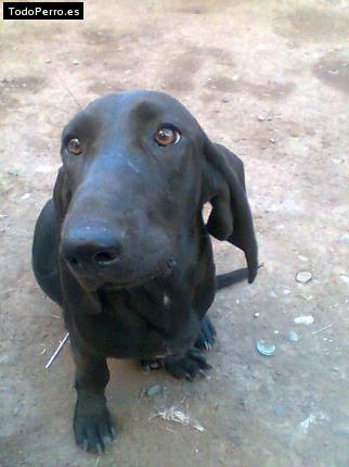 Foto del perro Blanca