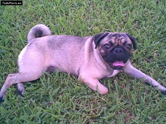 Foto del perro Paquita