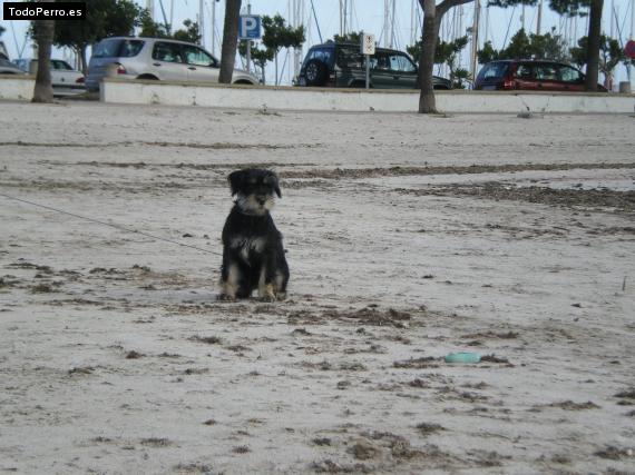 Foto del perro Polin