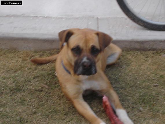 Foto del perro Chatis