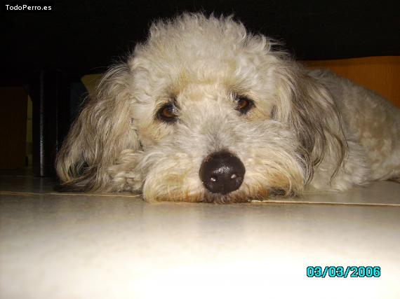 Foto del perro Timmy